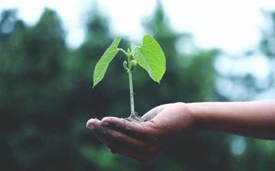 THE SEED OF POSITIVITY