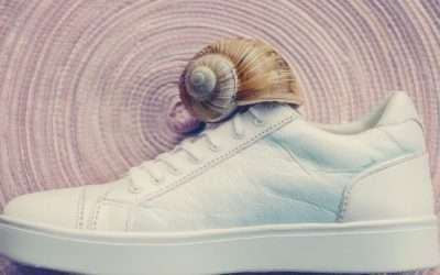 Spiral Energy & Snail Wisdom