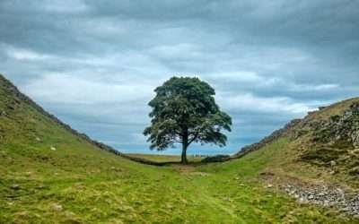 The Sycamore Gap Tree Message of Hope